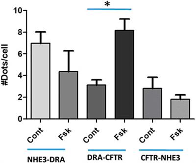 Identification of Intestinal NaCl Absorptive-Anion Secretory Cells: Potential Functional Significance